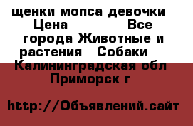 щенки мопса девочки › Цена ­ 25 000 - Все города Животные и растения » Собаки   . Калининградская обл.,Приморск г.